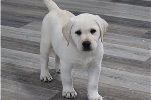 Kressly - puppy for sale