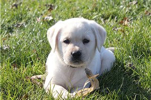 Kelly - puppy for sale