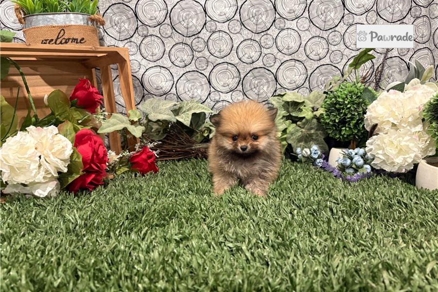 Maria - Pomeranian for sale