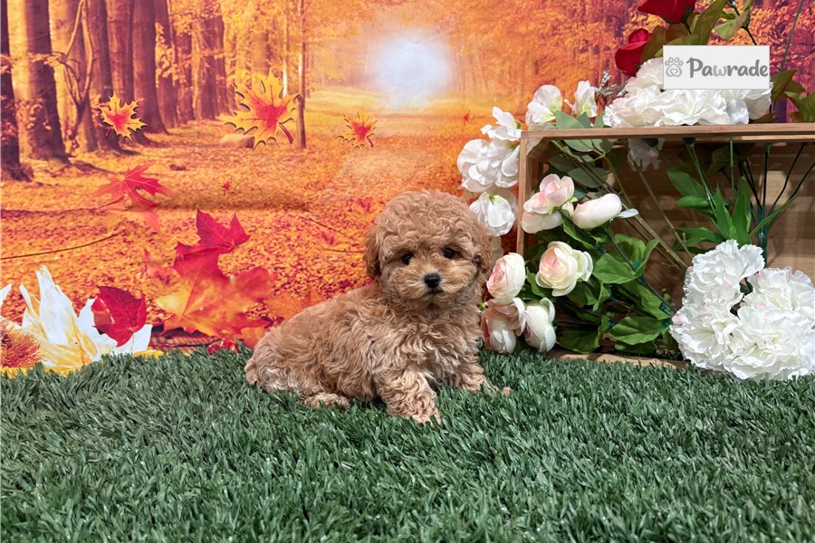Neely - Miniature Poodle for sale