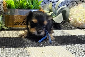 Tate - puppy for sale