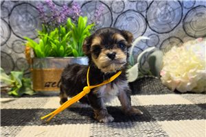 Trinity - Morkie / Yorktese for sale
