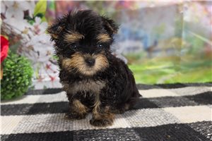 Tate - Malti Poo - Maltipoo for sale