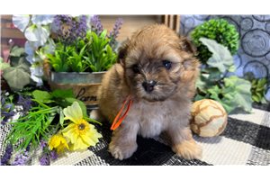 Josie - Poma-Poo - Pomapoo for sale