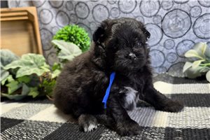 Jasper - Poma-Poo - Pomapoo for sale