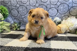 Junie - Poma-Poo - Pomapoo for sale