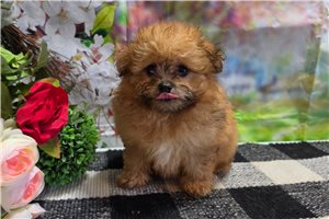 Josie - Poma-Poo - Pomapoo for sale