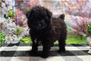Jasper - Poma-Poo - Pomapoo for sale