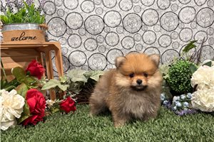 Mickey - Pomeranian for sale