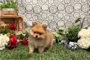 Olive - Pomeranian for sale