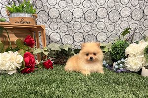 Oscar - puppy for sale