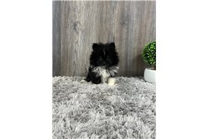Talie - Pomeranian for sale