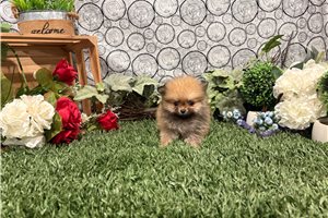 Maria - Pomeranian for sale