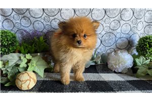 Serenity - Pomeranian for sale