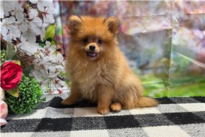 Serenity - Pomeranian for sale