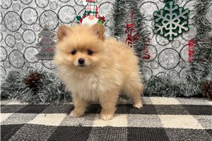 Sabrina - Pomeranian for sale