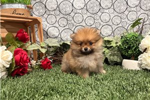 Misha - Pomeranian for sale