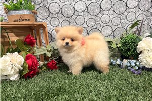 Mollie - puppy for sale