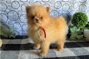 Sugar - Pomeranian for sale