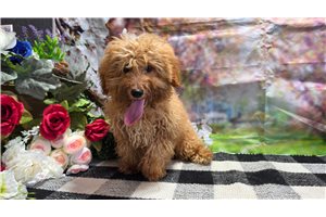 Caroline - puppy for sale