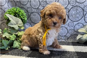 London - Poodle, Miniature for sale