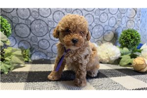 Lanie - puppy for sale
