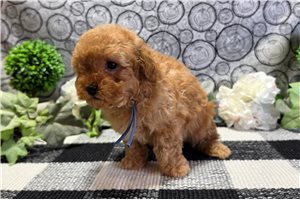 Bayer - puppy for sale