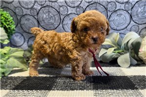 Lay Lay - puppy for sale