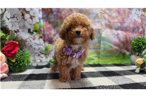 Lanie - Poodle, Miniature for sale
