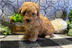 Beauty - Poodle, Miniature for sale