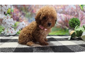 Lottie - Poodle, Miniature for sale
