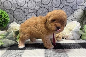 Belle - Poodle, Miniature for sale