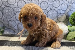 Lottie - puppy for sale
