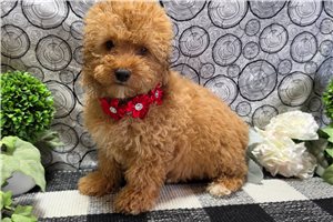 Caroline - Poodle, Miniature for sale