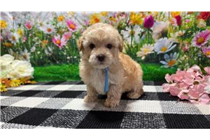 Carter - Poodle, Miniature for sale