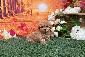 Neely - Miniature Poodle for sale