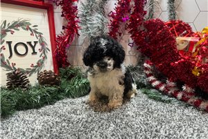 Roma - Poodle, Toy for sale