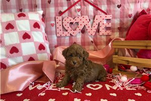 Tomas - Poodle, Miniature for sale