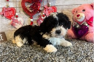 Smith - Poodle, Toy for sale