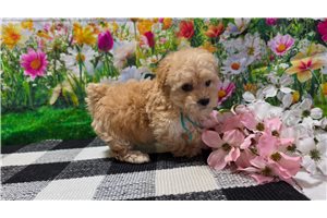 Camila - Poodle, Miniature for sale