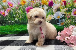 Charlotte - puppy for sale