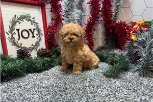 Reagan - Poodle, Toy for sale