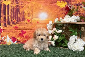 Nickel - puppy for sale