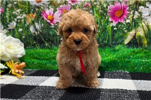 Caroline - puppy for sale