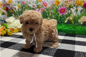 Claire - Poodle, Miniature for sale