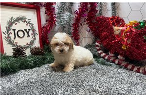 Rogan - puppy for sale