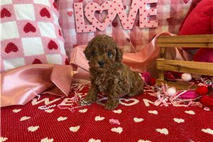 Trinity - Poodle, Miniature for sale