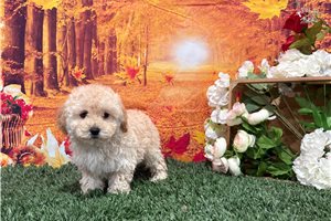 Niles - puppy for sale