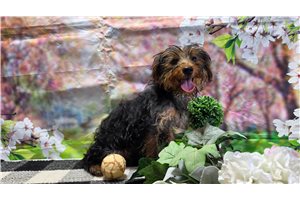 Harper - Yorkshire Terrier - Yorkie for sale