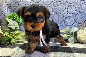 Suki - Yorkshire Terrier - Yorkie for sale